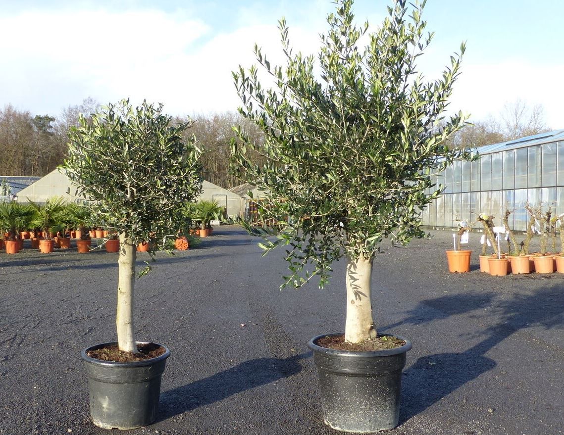 2 Olivenbäume (20 u. 40 Jahre alt) für 199,95€