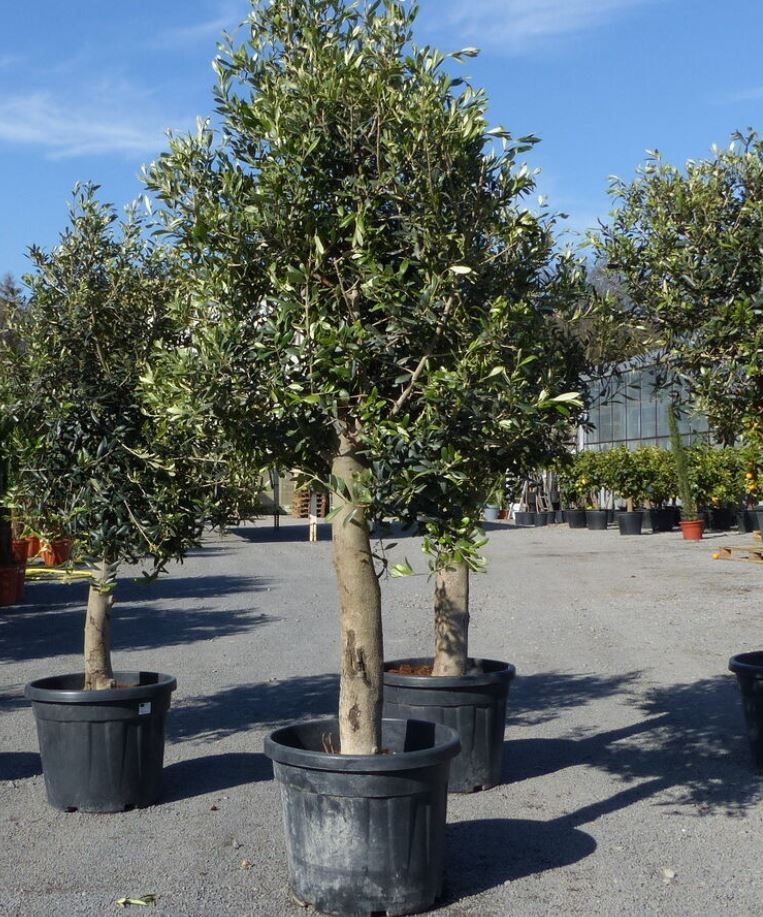 Olivenbaum &#8222;20 Jahre&#8220; inkl. Topf in 150-160 cm für 121,50€ (statt 150€)