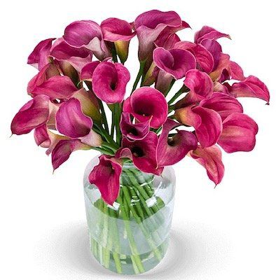 33 pinke Calla mit langer Haltbarkeit für 26,98€