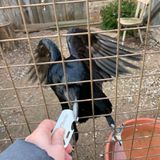 El darko