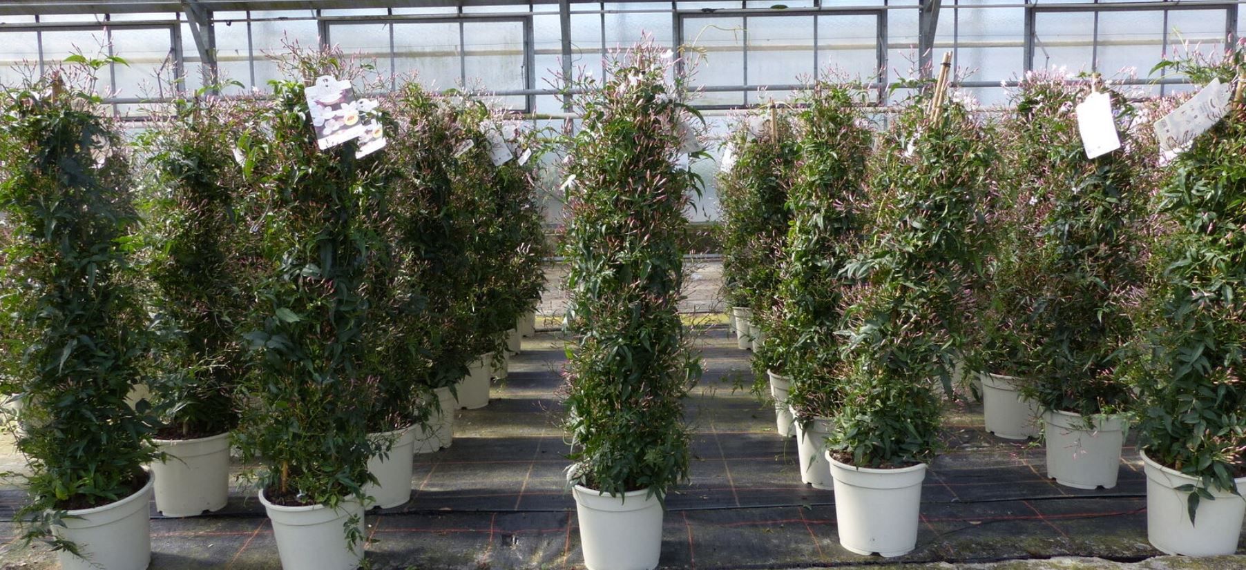 Jasmin Polyanthum Winter Duft Jasmin Pyramide 120 cm für 24,99€ (statt 33€)