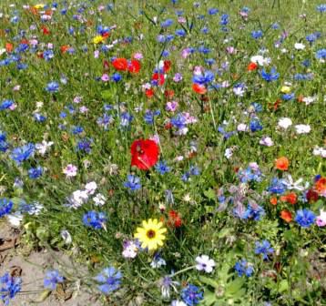 1kg Blumenwiese Wildblumen Mischung ohne Gras für 100 150m² für 22€ (statt 26€)