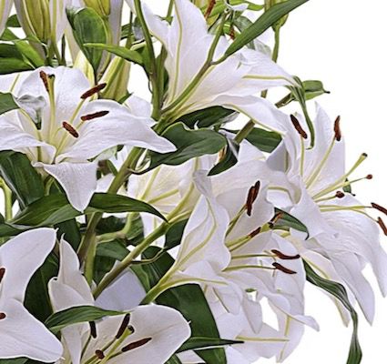 20 weiße Lilien mit XXL Blüten für 24,98€