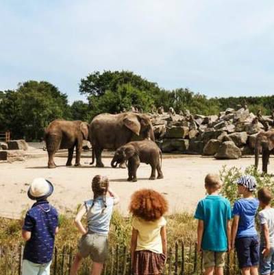 🦓🦒 Eintritt in Safaripark Beekse Bergen (NL) + ÜN mit Frühstück ab 79€ p.P.