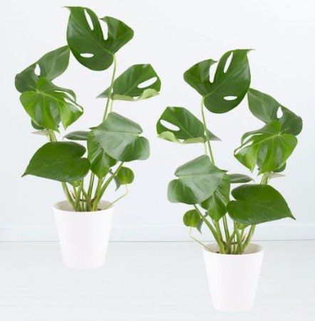 2x Monstera Fensterblatt Blumen (50cm) + 2 Töpfe für 32,90€