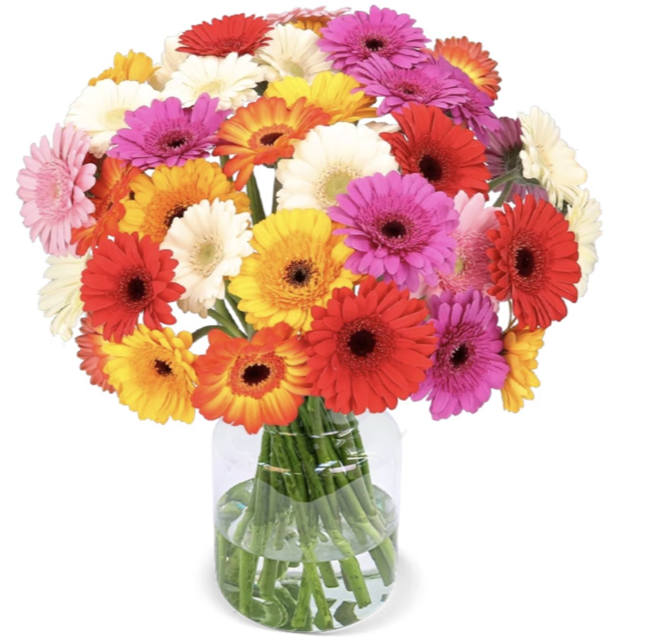 40 bunte Gerbera Blumen für 28,90€