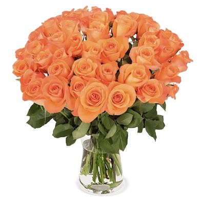 💐 60 orangefarbene Rosen (40-50 cm) für 34,48€ – nur 0,57€/Rose