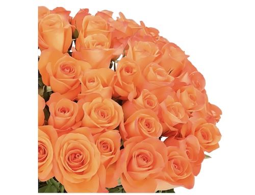 💐 60 orangefarbene Rosen (40 50 cm) für 34,48€   nur 0,57€/Rose