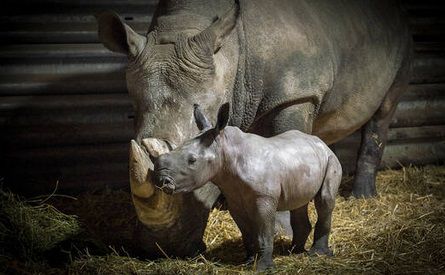 Kinderfreikarte für 2023 für den Serengeti Park in Hodenhagen