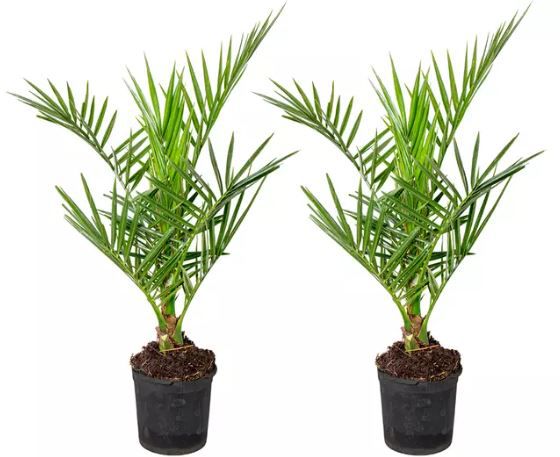 Kanarische Dattelpalme in 50 60 cm für 15,29€ (statt 30€) oder 2 für 20,69€