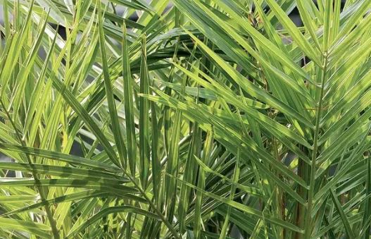 Kanarische Dattelpalme in 50 60 cm für 15,29€ (statt 30€) oder 2 für 20,69€