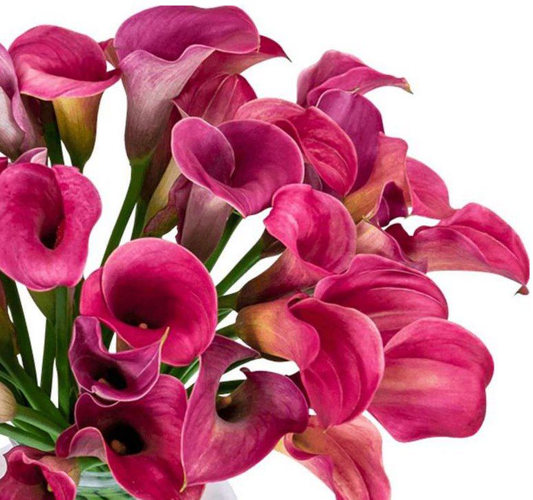 33 pinke Calla mit langer Haltbarkeit für 26,98€