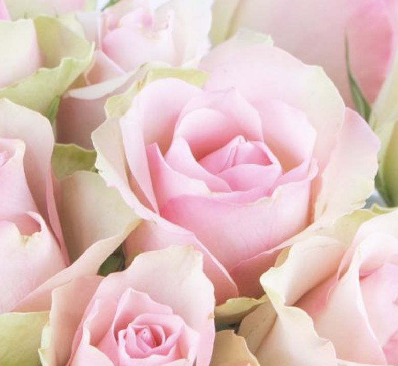 40 pastellfarbene Rosen inkl. Grußkarte für 27,90€