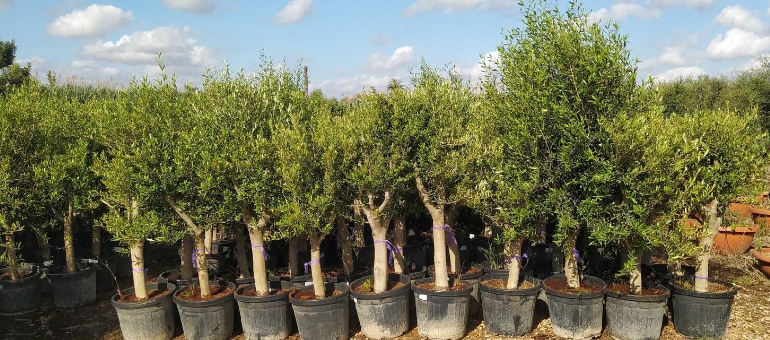 Olivenbaum 20 Jahre inkl. Topf in 160 180 cm für 99,99€ (statt 130€)