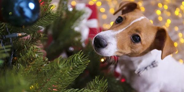 Gratis: Nikolaus Napf Aktion von Futterhaus für Vierbeiner