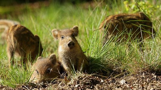 Kostenloser Eintritt in den Wildwald Vosswinkel im Sauerland