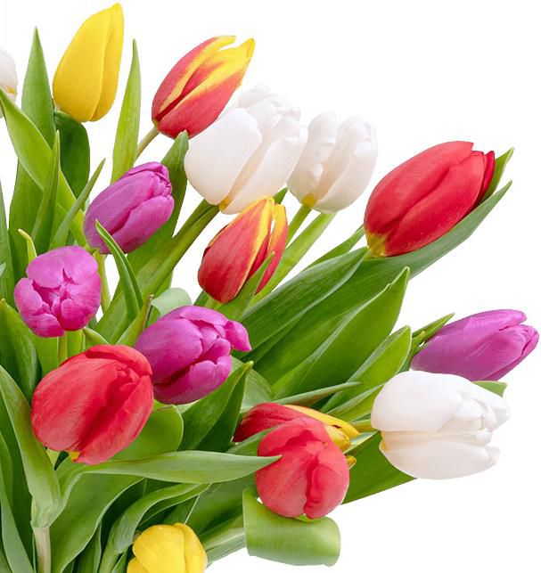 50 bunte Tulpen   frischer Frühlingsstrauß für 30,98€ (statt 45€)