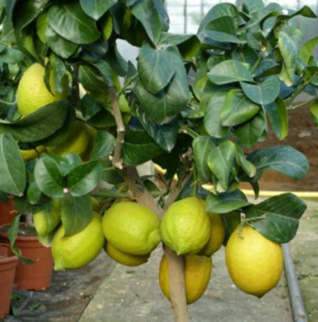 Zitronenbaum Citrus Limon 70 100cm für 33,33€ (statt 40€)