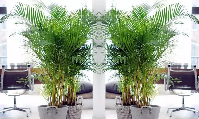 2 x Areca Palmen für 23,68€ oder 4 Stück für 35,38€