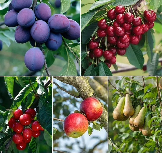 🍒 5x Obstbäume ➡️ Apfel, Birne, Süßkirsche, Sauerkirsche & Pflaume für 47,90€ (statt 75€)