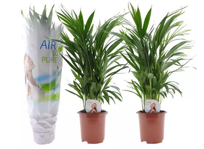 2 x Areca Palmen für 23,68€ oder 4 Stück für 35,38€