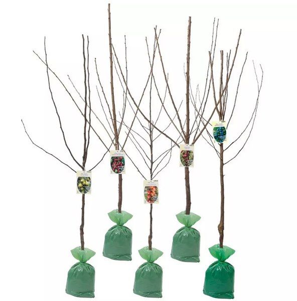 🍒 5x Obstbäume ➡️ Apfel, Birne, Süßkirsche, Sauerkirsche & Pflaume für 47,90€ (statt 190€)
