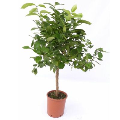 Zitronenbaum Citrus Limon 60 70 cm in Blüte mit jungen Früchten für 30€ (statt 35€)