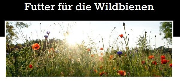 NOCH VERFÜGBAR! Gratis: Wildblumensaatgut