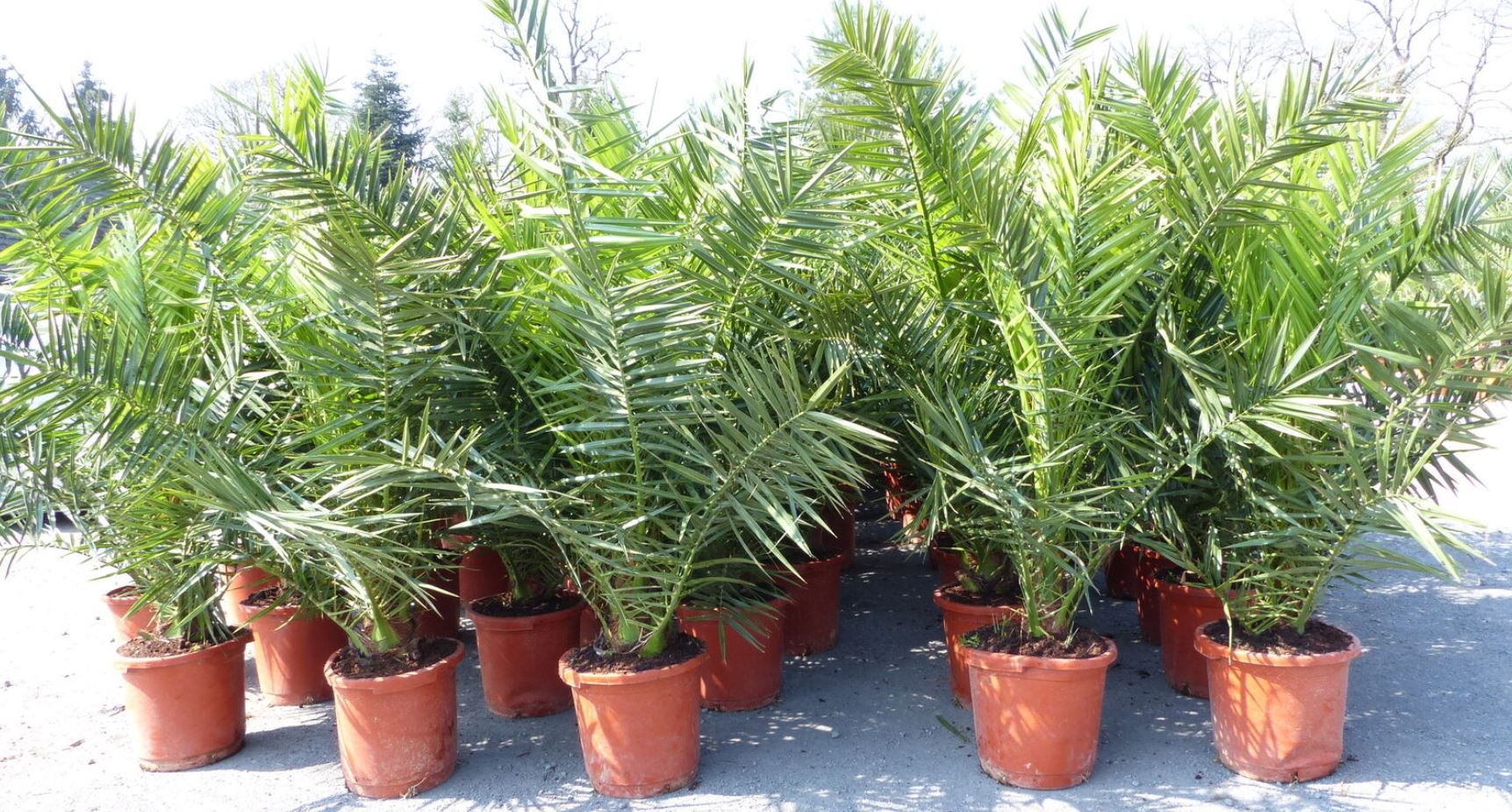 2 x kanarische Dattelpalme Phoenix canariensis bis 160cm für 66,66€ (statt 99€)