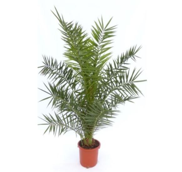 2 x Phoenix canariensis kanarische Dattelpalme ca. 180cm für 99,99€ (statt 120€)