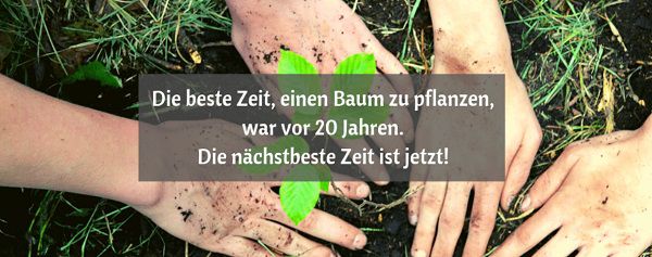 Kostenlos: Mit Woodola einen Baum pflanzen lassen