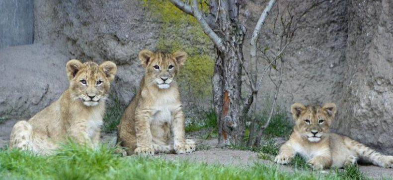 ÜN in Leipzig inkl. Zoobesuch & weiteren Extras ab 71€ p.P.