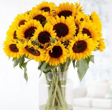 20 Sonnenblumen inkl. Grußkarte & 7 Tage Frische Garantie für 24,90€ (statt 45€)