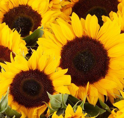 20 Sonnenblumen inkl. Grußkarte & 7 Tage Frische Garantie für 24,90€ (statt 45€)