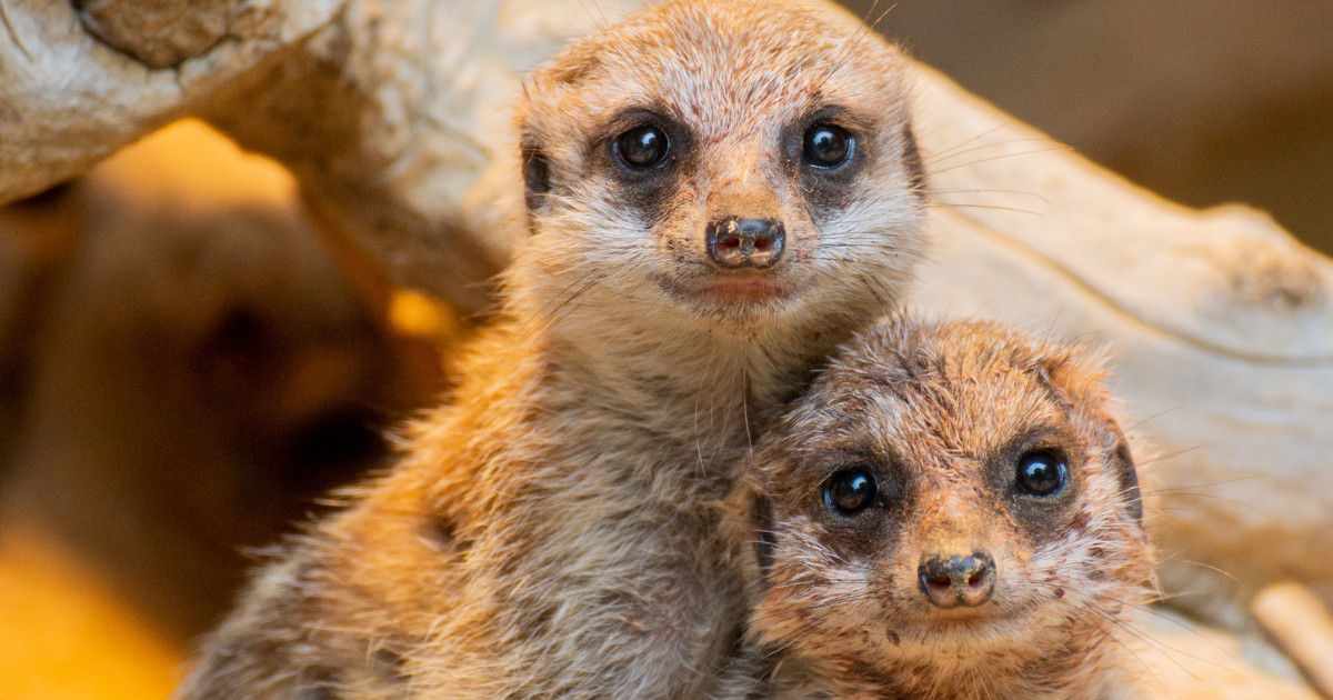 Dortmund: Im Zoo freier Eintritt für Kinder & Jugendliche