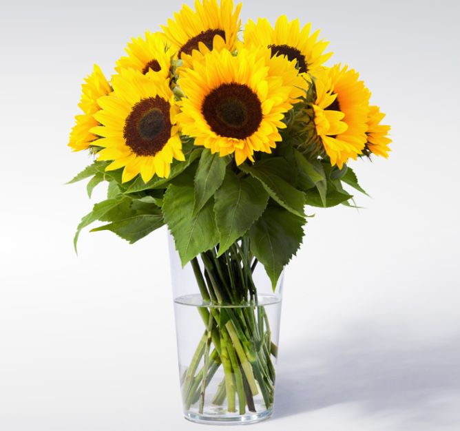 10 Sonnenblumen für nur 10€ + keine Versandkosten