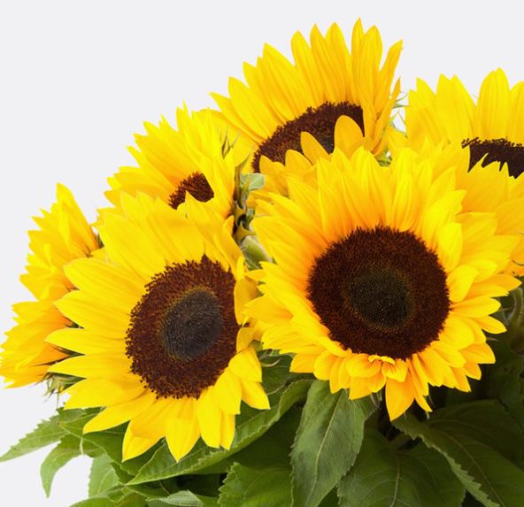 10 Sonnenblumen für nur 10€ + keine Versandkosten