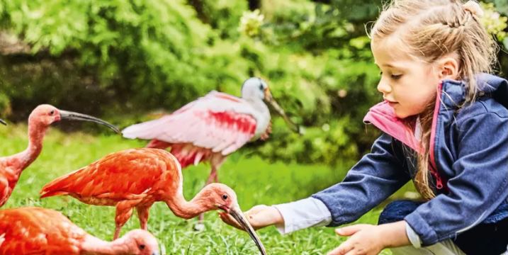 Tagesticket Weltvogelpark Walsrode für 17,50€ (statt 24€)   Kinder bis 3 Jahren kostenloser Eintritt