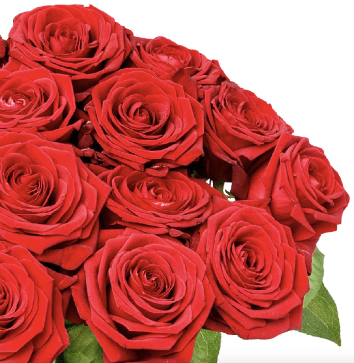 BlumeIdeal: 24 Red Naomi Rosen mit XXL Blumenköpfen für 25,98€