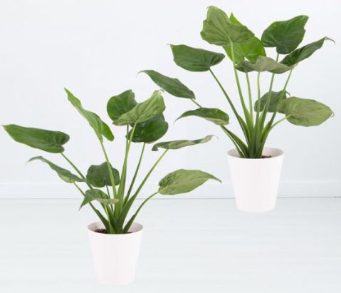 2er Set Alocasia Cucullata (Elefantenohr, je 55cm) für 24,90€ + gratis Topf