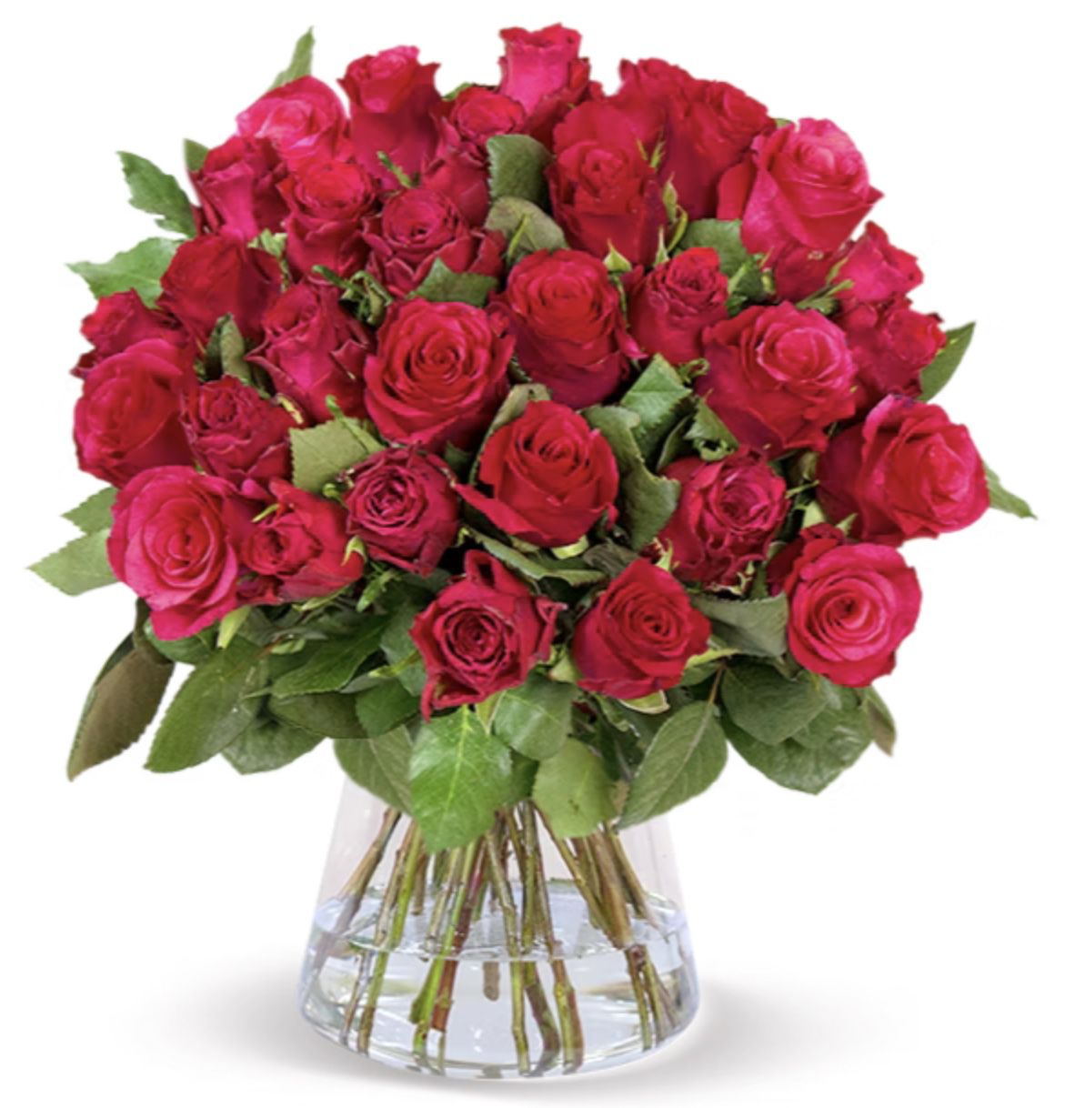 50 Rote Rosen in 40cm Länge nur 27,98€