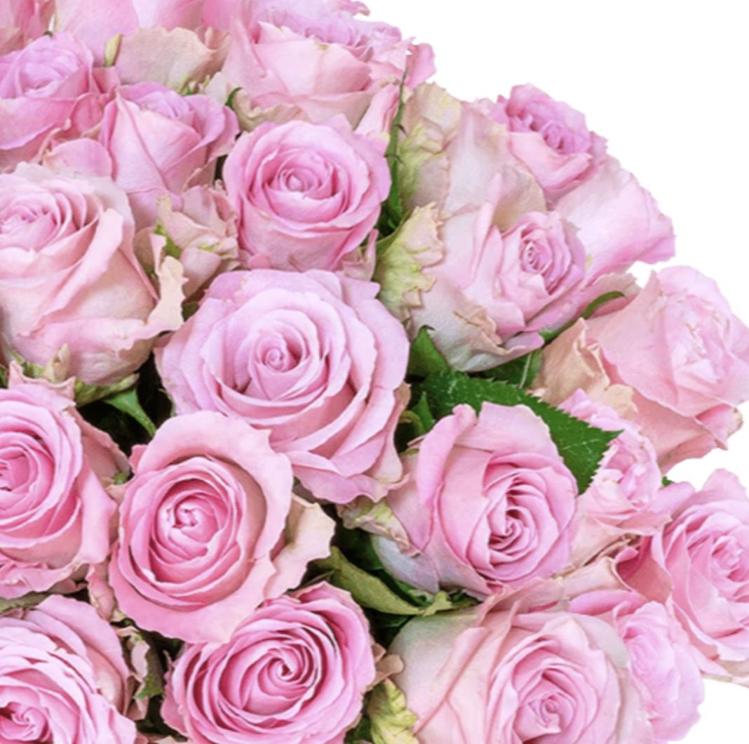 50 pinke Rosen im Strauß für 25,98€ (statt 40€)