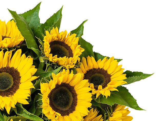 🌻 15 Sonnenblumen mit ca. 50cm Stiellänge für 27,48€ (statt 32€)