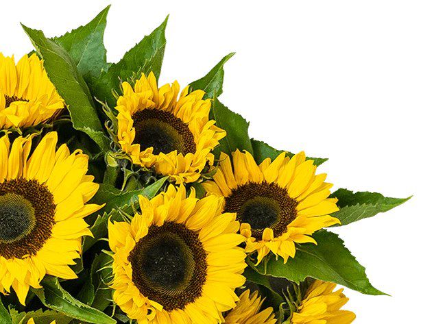 15 Sonnenblumen mit ca. 50cm Stiellänge für 21,98€