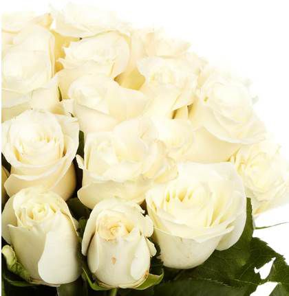 40 Weiße Rosen (40 cm) für 24,90€ (statt 43€)