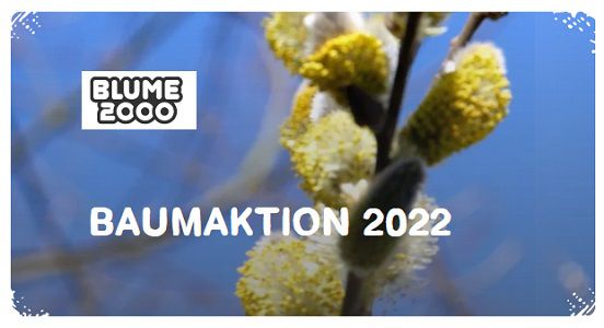 Blume2000: Weidenbaumsetzling oder zwei Straucharten kostenlos