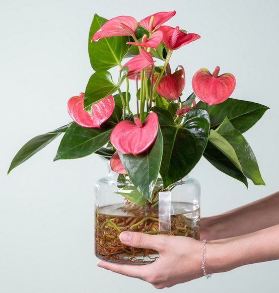 Water Plant Anthurie in Rosa mit Glasvase für 10€ (statt 25€)