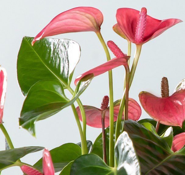 Water Plant Anthurie in Rosa mit Glasvase für 10€ (statt 25€)