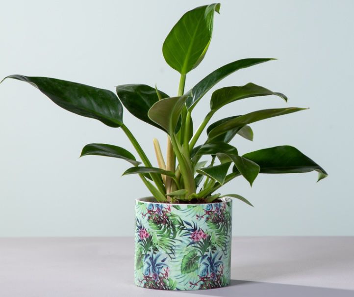 Philodendron Imperial Green mit Übertopf für 9,99€