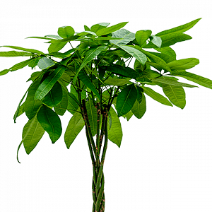 2 x Pachira Glückskastanie (55 65cm) für 25,48€ (statt 32€)
